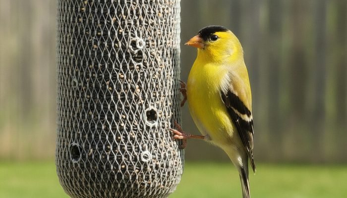 Male American Goldfinch feeding on nyjer seed from a mesh sock finch feeder