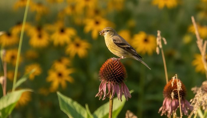 Female American Goldfinch perched on coneflower seed head in late summer garden