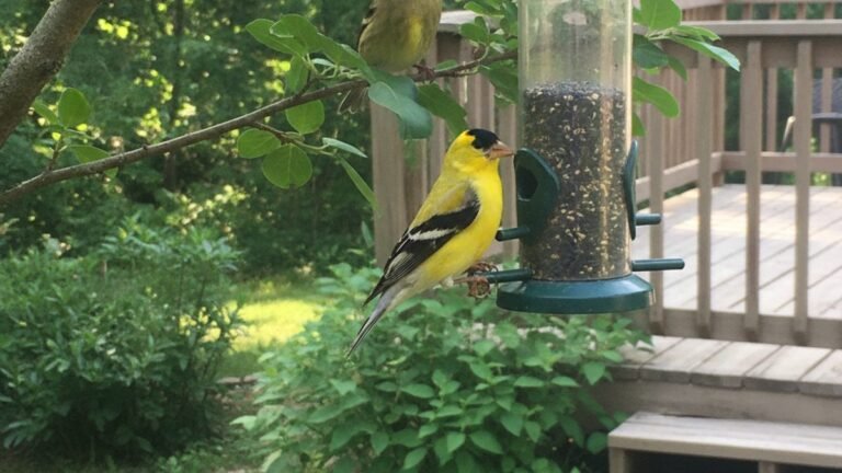 Male and female American Goldfinches visiting a backyard nyjer seed feeder
