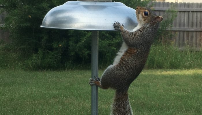 Squirrel blocked by baffle on pole-mounted bird feeder to prevent squirrels taking over