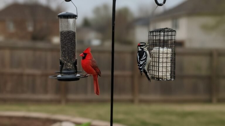 Backyard bird feeders showing common bird feeding mistakes beginners make and how to avoid them
