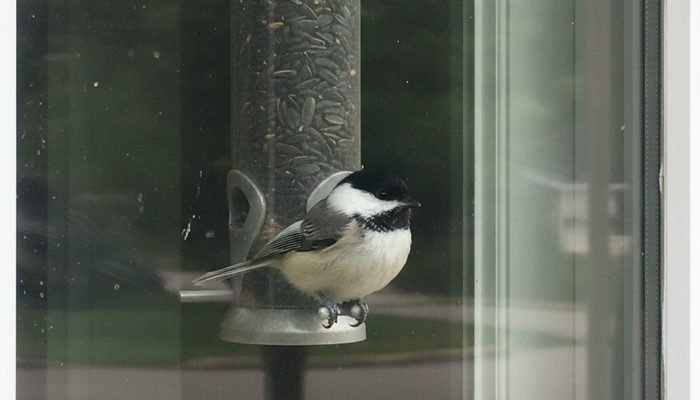 Bird feeder placed close to a window following the 3/30 rule