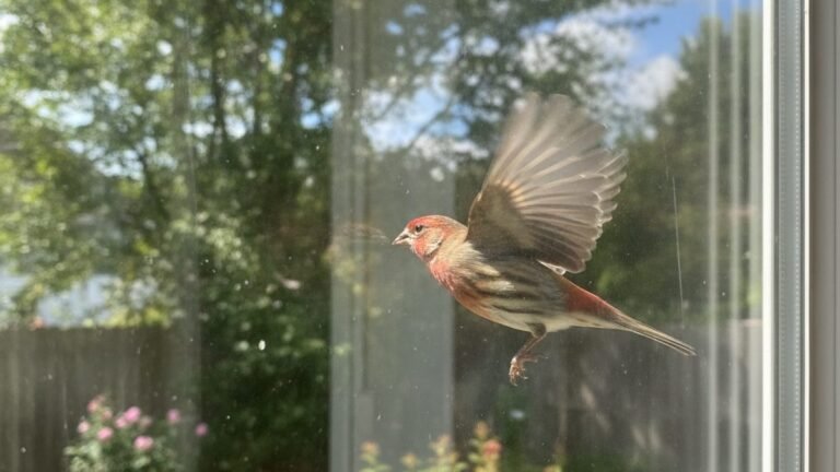 Bird about to fly into a reflective window in a backyard
