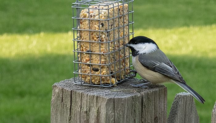 Black-capped chickadee eating suet from a backyard feeder
