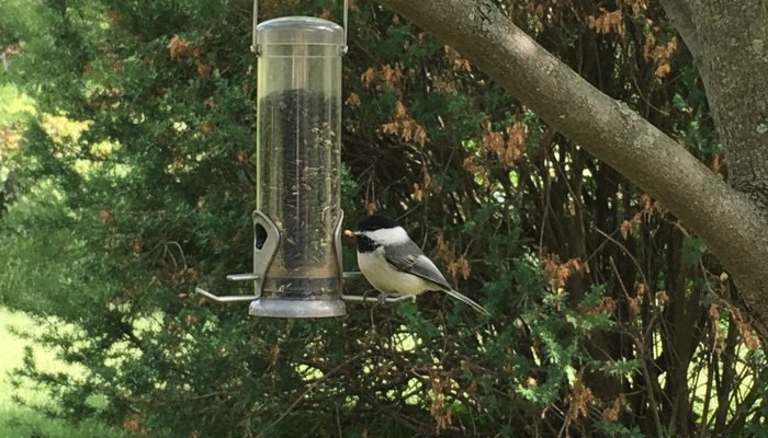 Chickadee feeder hung near tree branches and shrubs for cover
