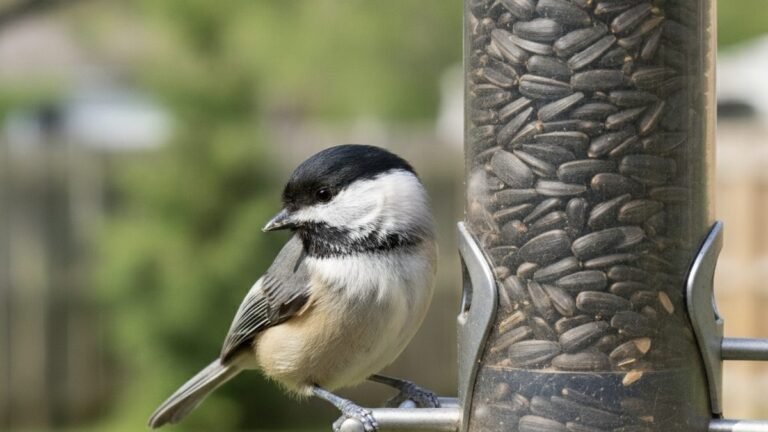 Black-capped chickadee perched on a backyard feeder eating sunflower seed