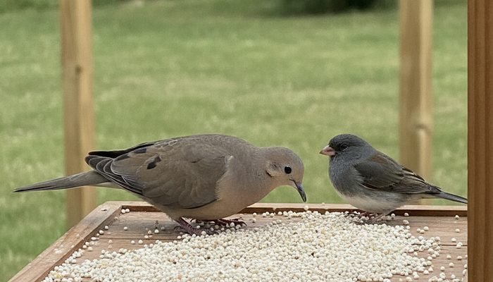 Mourning Dove and Dark-eyed Junco eating white millet on a platform feeder