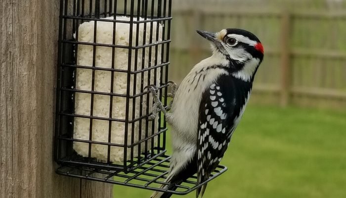 Downy Woodpecker clinging to a suet cage feeder with tail prop