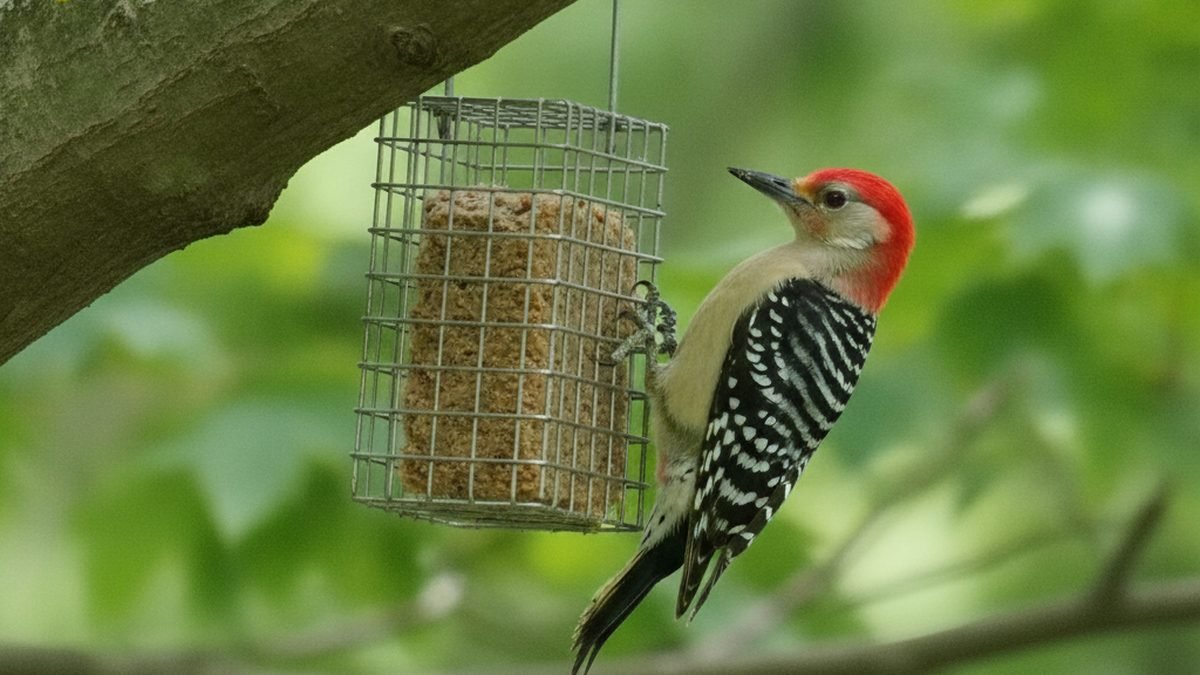 Woodpecker perched on a suet feeder in a backyard, illustrating how to attract woodpeckers
