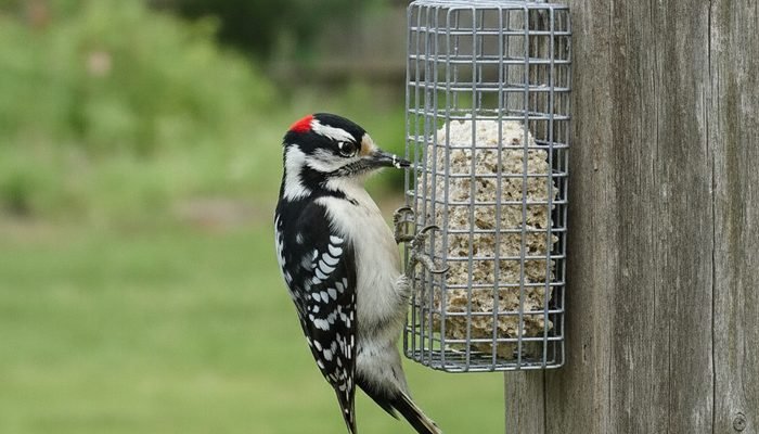 Downy Woodpecker eating suet from a wire cage feeder