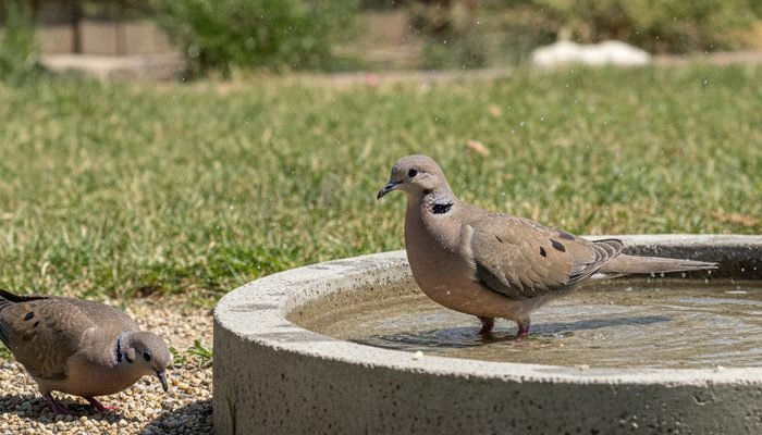 Mourning dove wading in a shallow birdbath with grit nearby