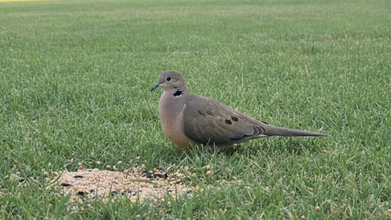 Mourning dove in an open backyard, a key step to attract mourning doves