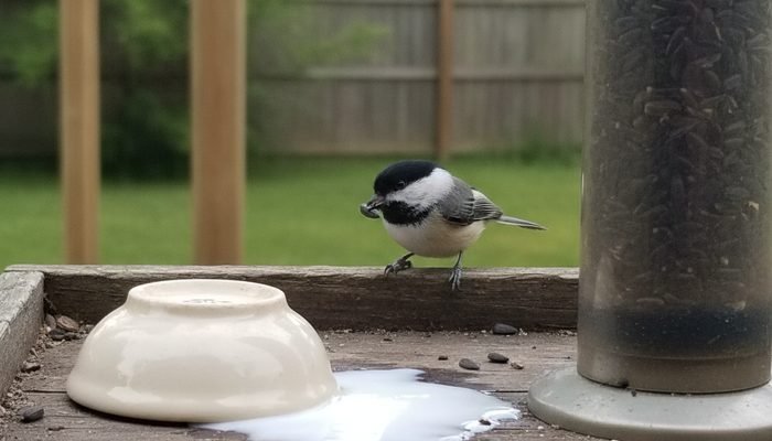 Small dish of milk left near a bird feeder that birds are avoiding