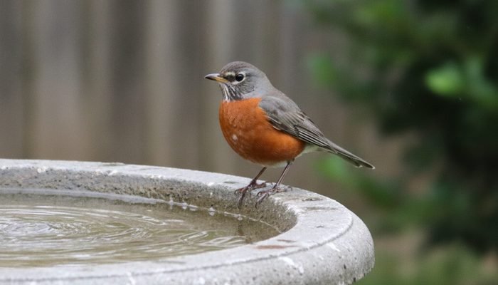 American Robin perched on the edge of a backyard birdbath