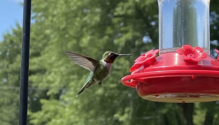Male Ruby-throated Hummingbird approaching a red hummingbird feeder