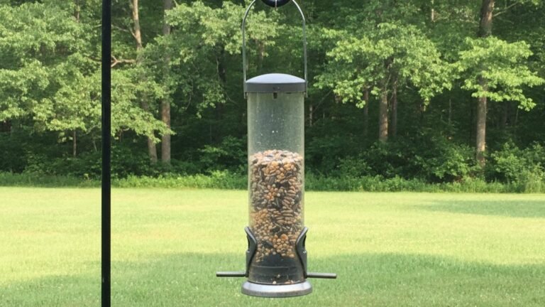 Empty backyard bird feeder with no birds visiting