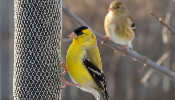 Male American Goldfinch eating nyjer seed from a mesh sock feeder