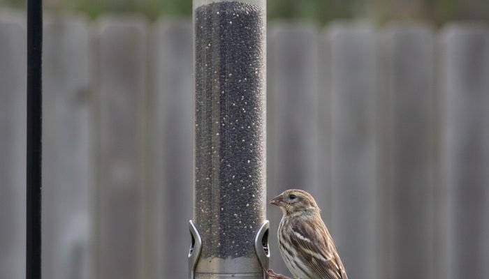 Tube feeder with small ports designed for offering nyjer seed to finches