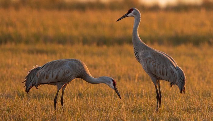 Pair of Sandhill Cranes standing together in a wetland field
