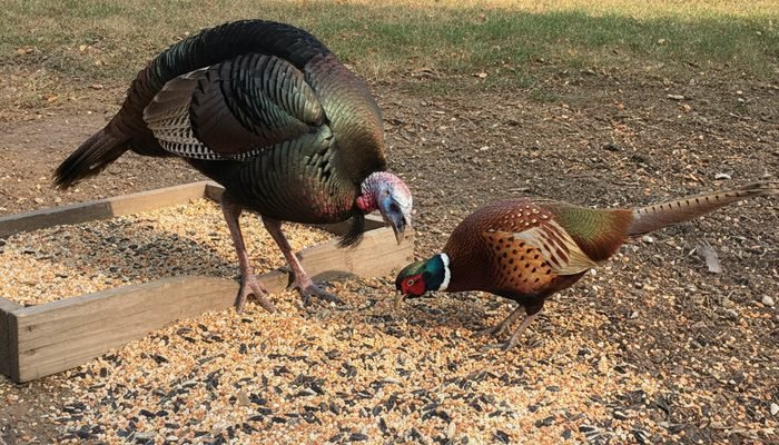 Wild Turkey and Ring-necked Pheasant eating milo seed on the ground