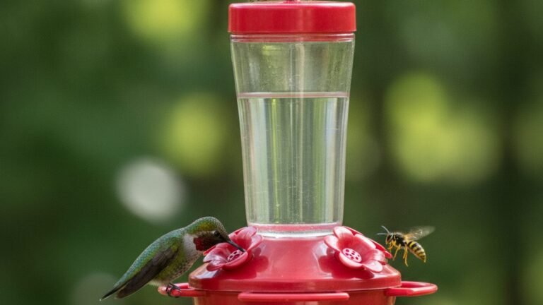 How to Keep Ants and Bees Off Your Hummingbird Feeder