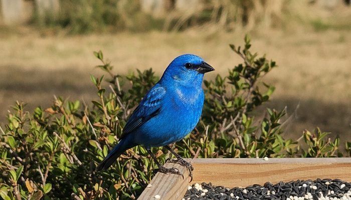 Male Indigo Bunting perched on a low platform feeder with nyjer seed