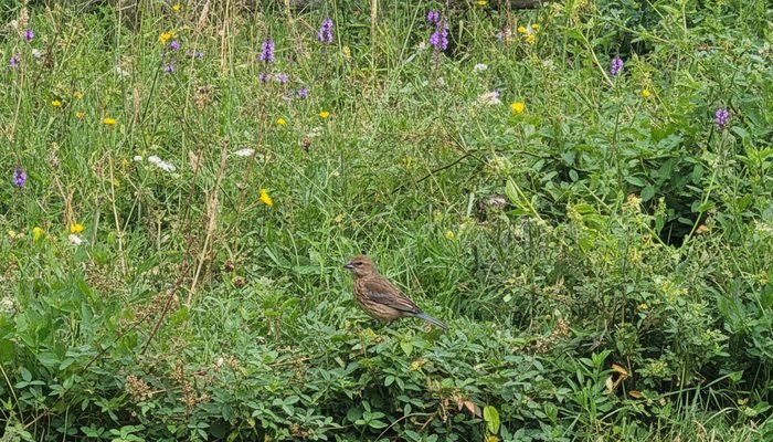 Female Indigo Bunting in a brushy unmowed corner of a backyard habitat
