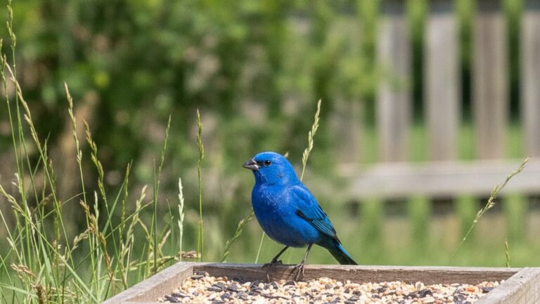 Male Indigo Bunting visiting a backyard feeder near brushy habitat