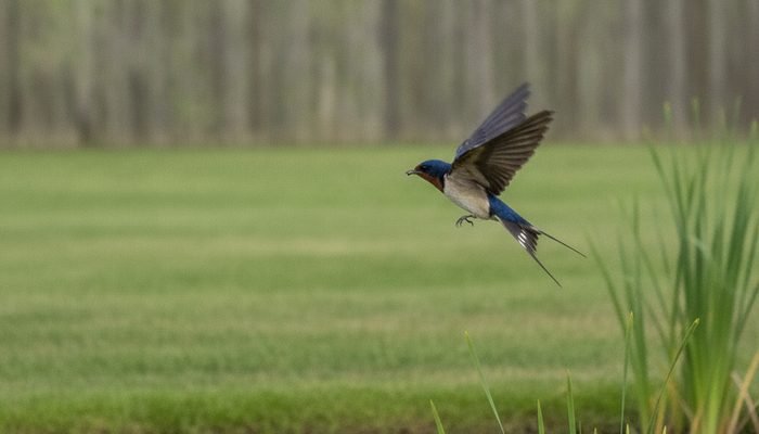 Barn Swallow swooping low to catch mosquitoes over a backyard lawn