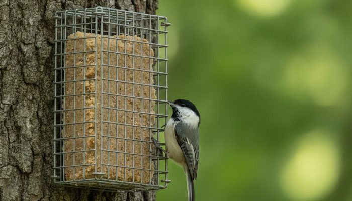 Black-capped Chickadee eating from a suet feeder, a good feeder type for insect-eating birds