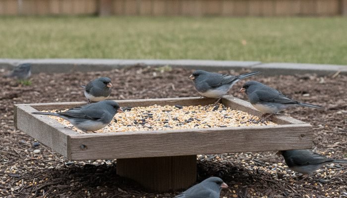 Dark-eyed juncos feeding on a low platform feeder