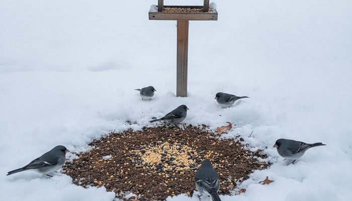 Juncos feeding on a cleared patch of ground after snowfall