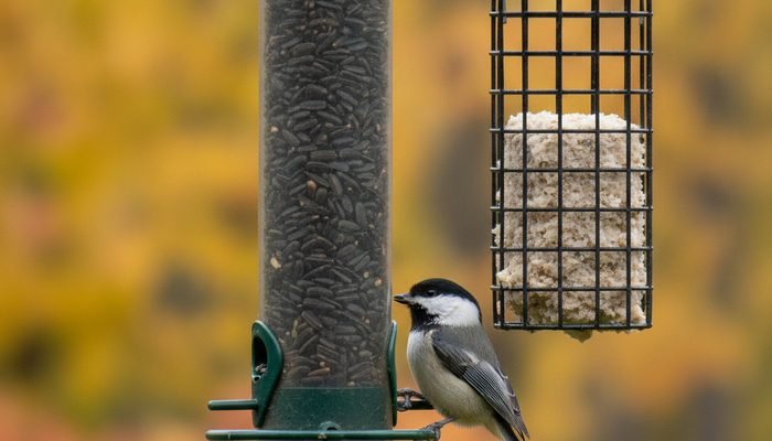 fall bird feeder filled with high-fat seed mix for the season transition