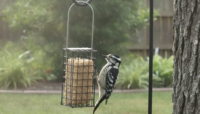 Suet cage feeder with female Downy Woodpecker feeding