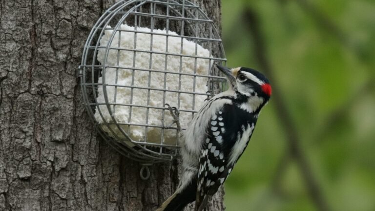 Male Downy Woodpecker feeding on a suet cage in a backyard