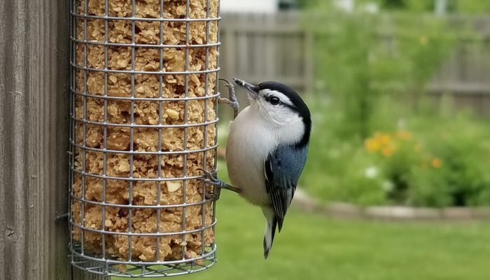 White-breasted Nuthatch feeding on peanut butter in a suet cage feeder