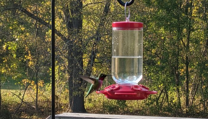 Hummingbird feeder still up in early fall with a male Ruby-throated Hummingbird feeding