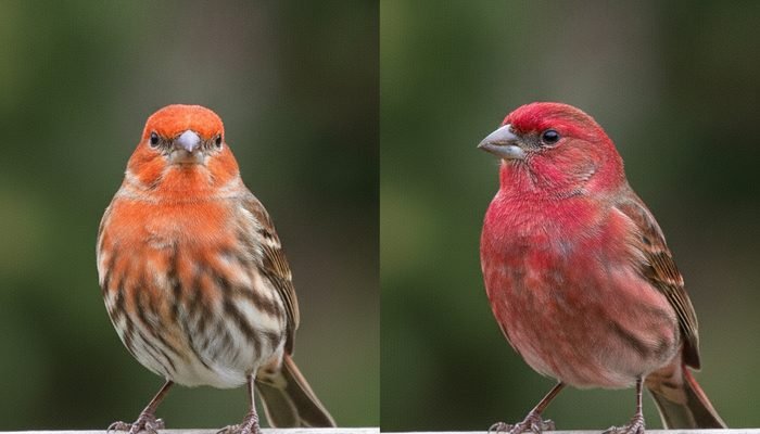 House finch vs purple finch side by side showing color and face pattern differences